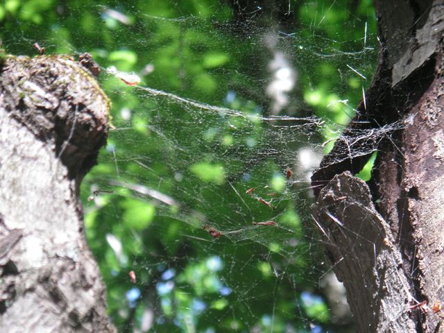 spider web, Mt Olga, 30May07